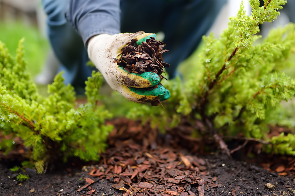 person with gloves planting in the spring